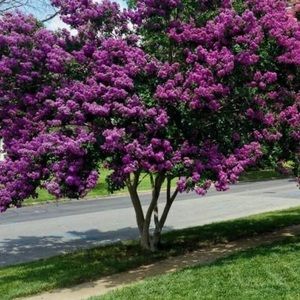 Meet your Posher, Daisy